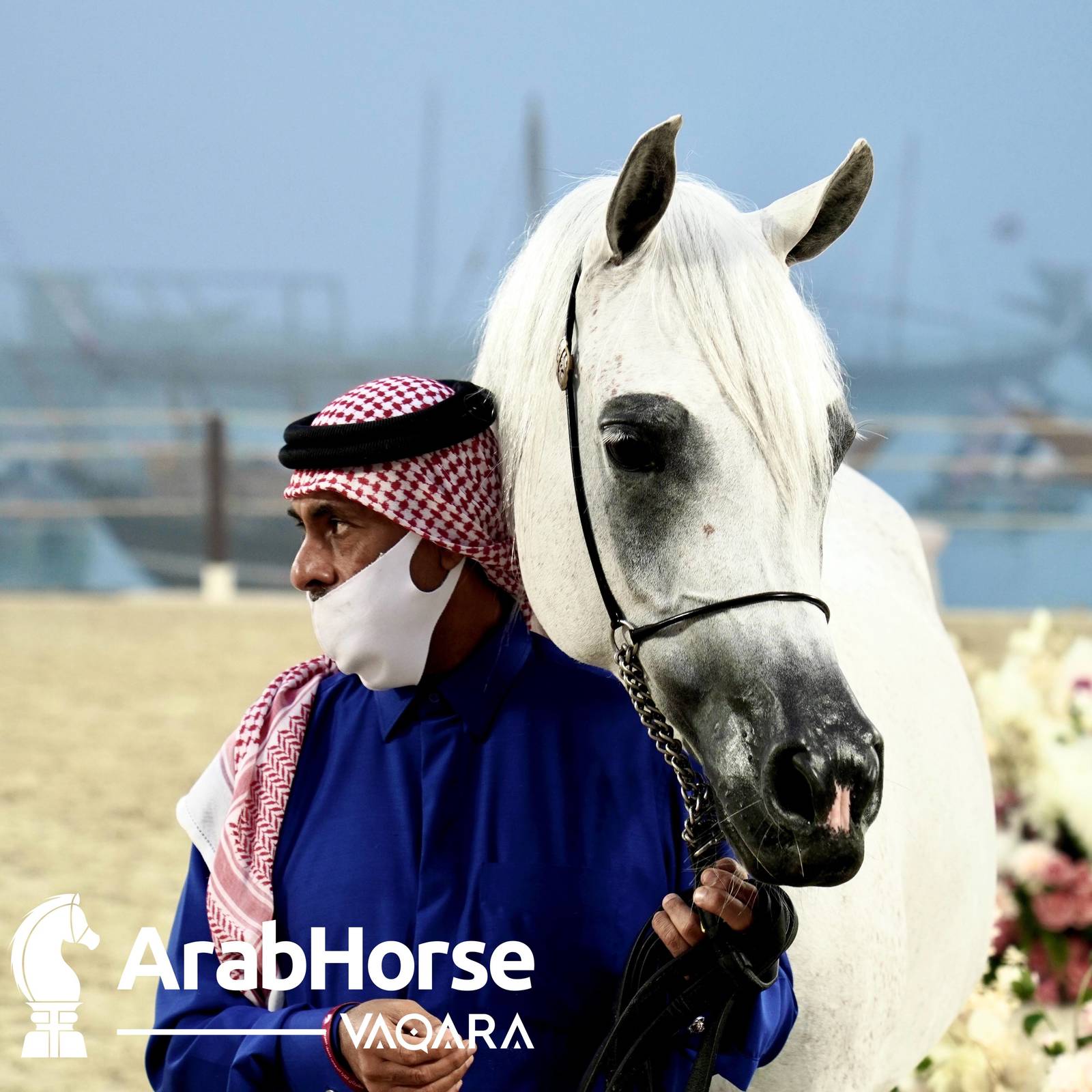 Qualifying Rounds of Katara International Arabian Horse Festival Conclude Successfully