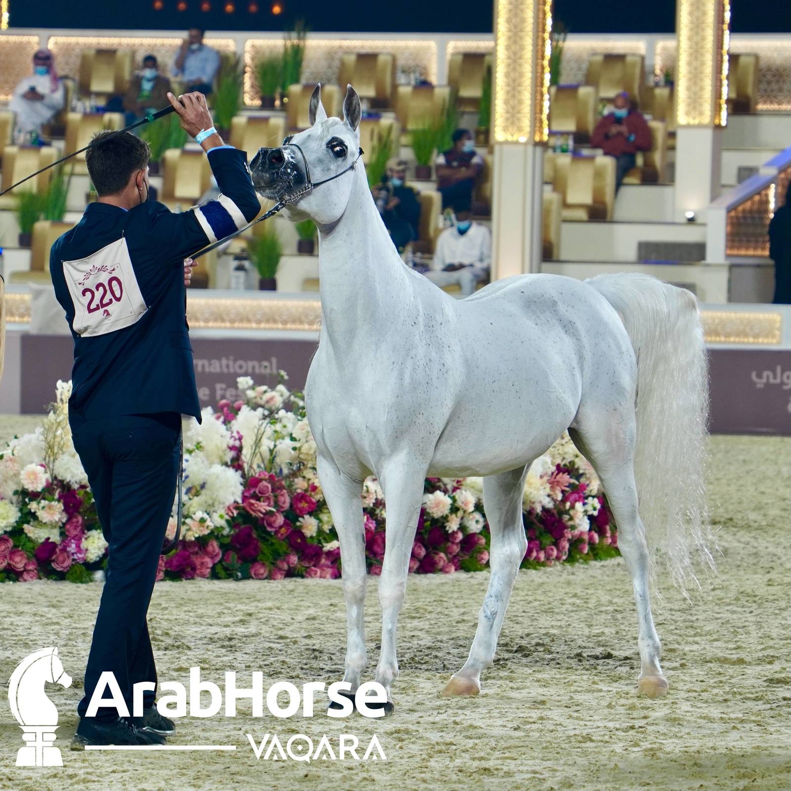 Qualifying Rounds of Katara International Arabian Horse Festival Conclude Successfully