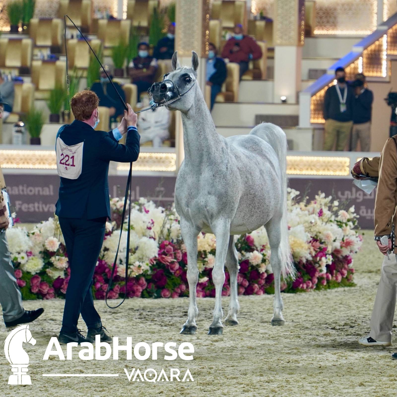 Qualifying Rounds of Katara International Arabian Horse Festival Conclude Successfully