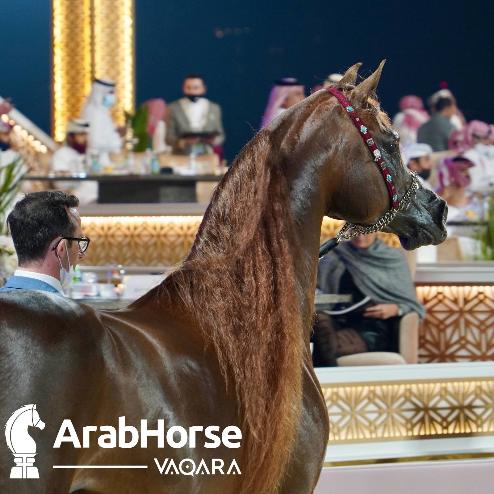 Qualifying Rounds of Katara International Arabian Horse Festival Conclude Successfully