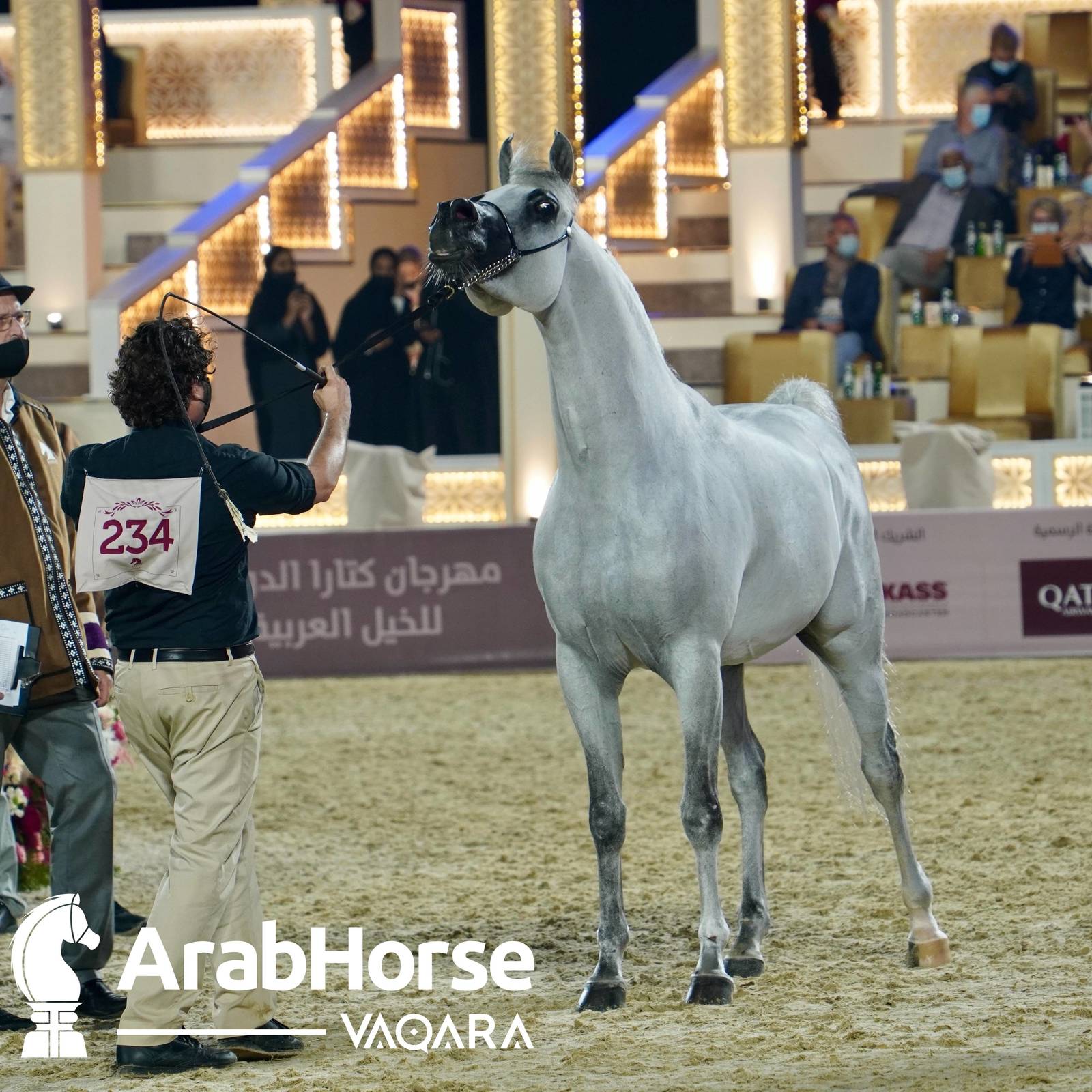 Qualifying Rounds of Katara International Arabian Horse Festival Conclude Successfully