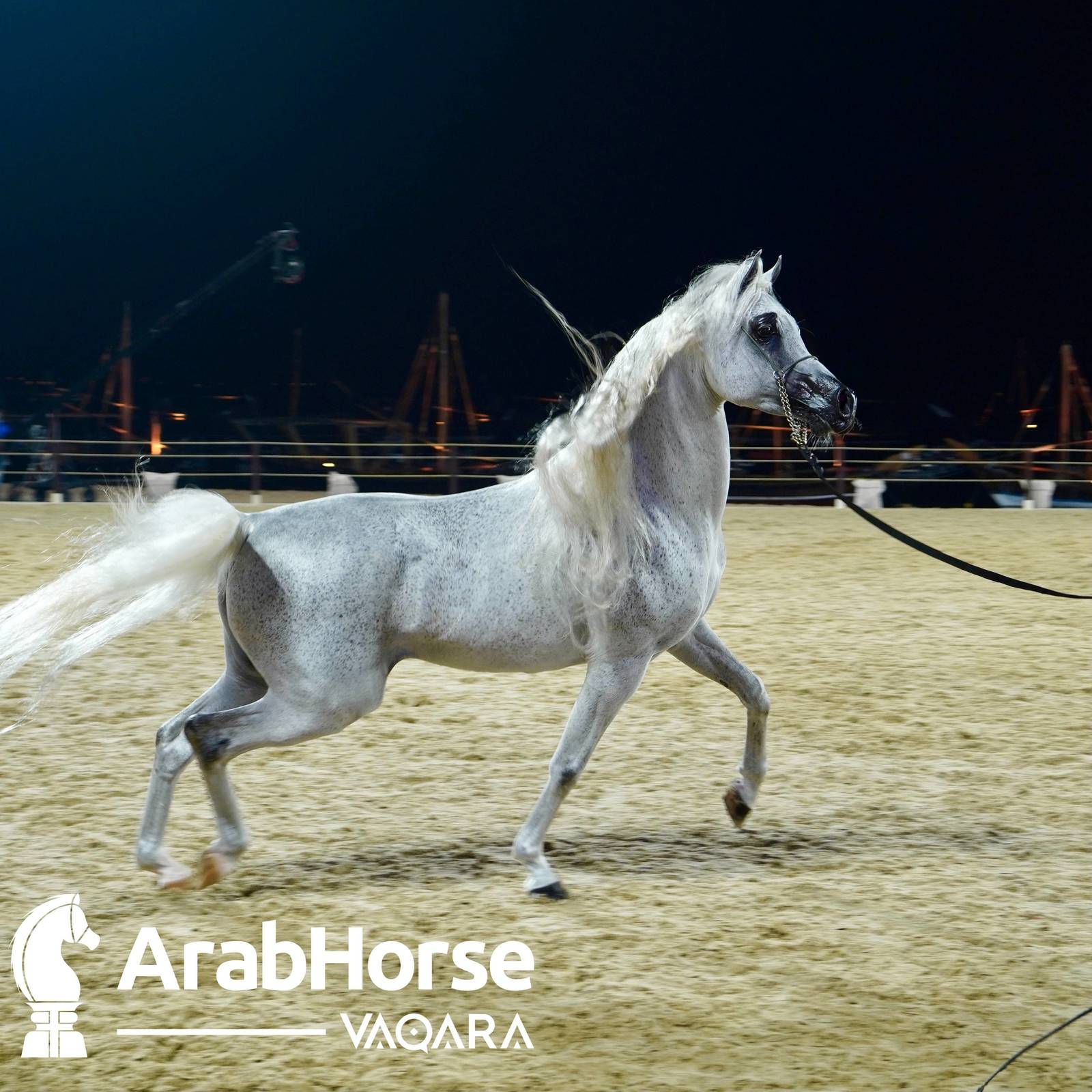 Qualifying Rounds of Katara International Arabian Horse Festival Conclude Successfully