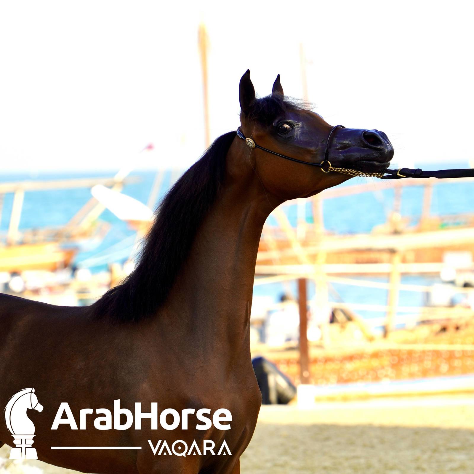 Finest Arabians compete in Championship round of the Prestigious Title Show at Katara