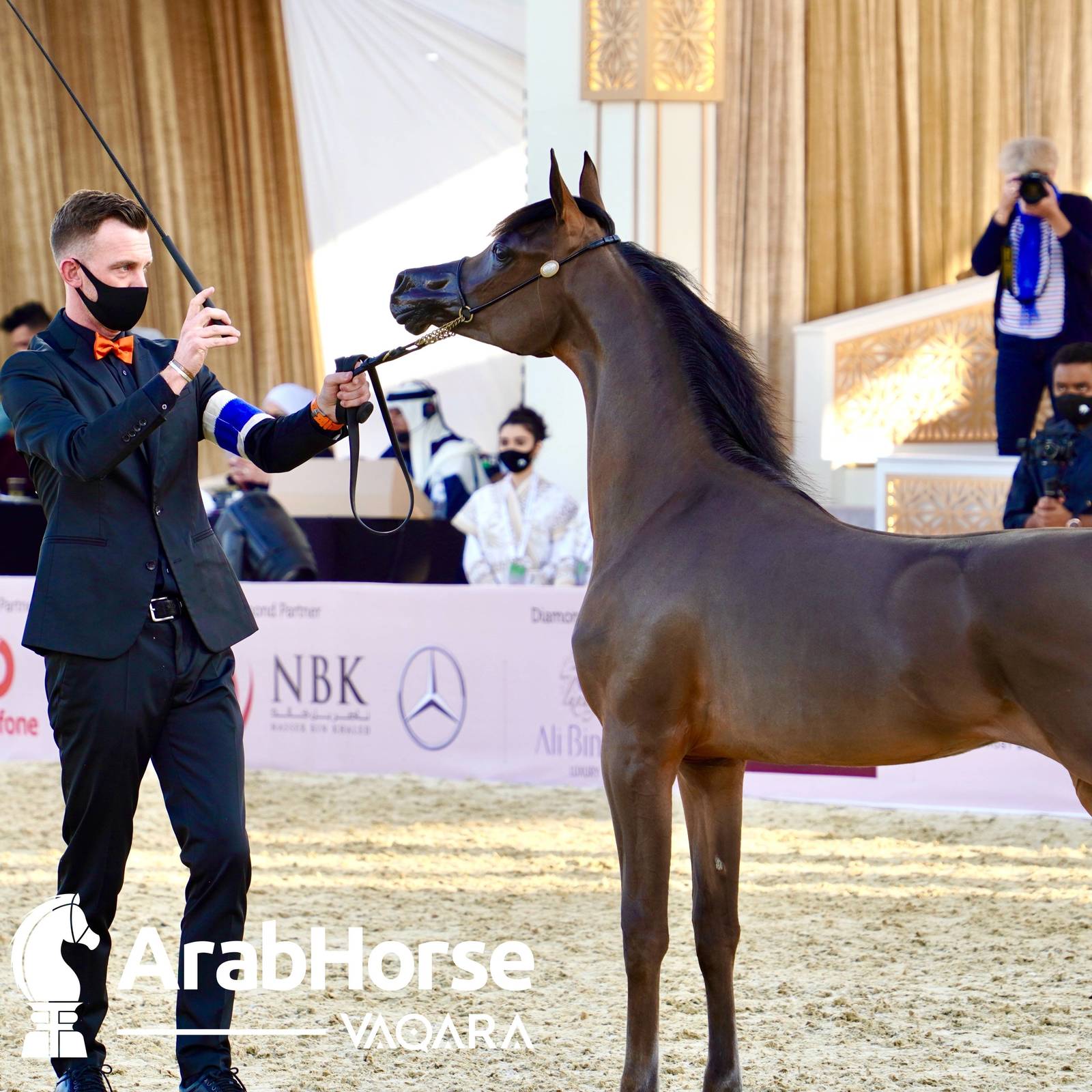 Finest Arabians compete in Championship round of the Prestigious Title Show at Katara