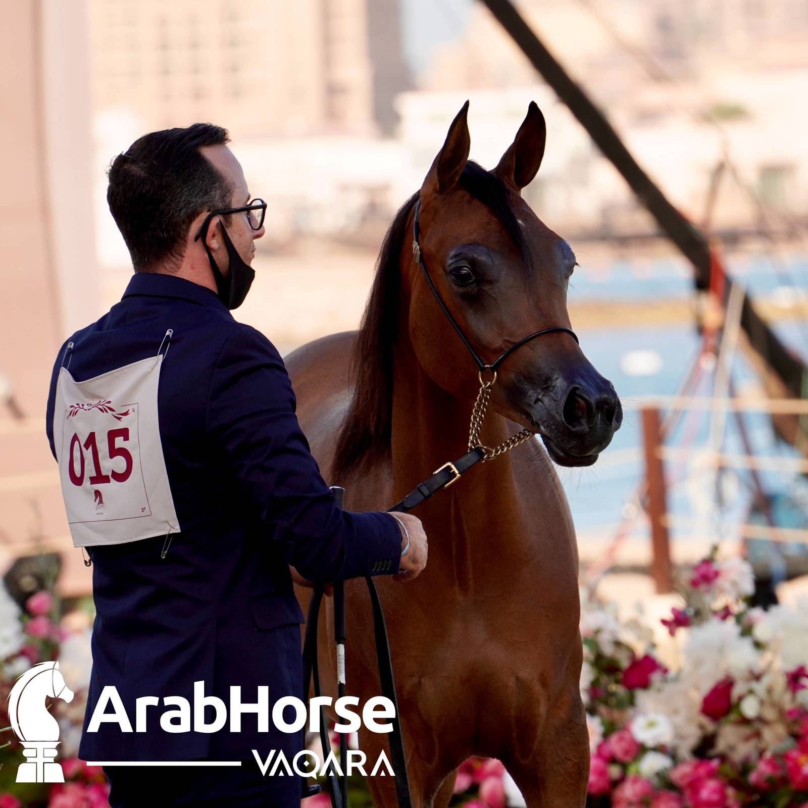 Finest Arabians compete in Championship round of the Prestigious Title Show at Katara