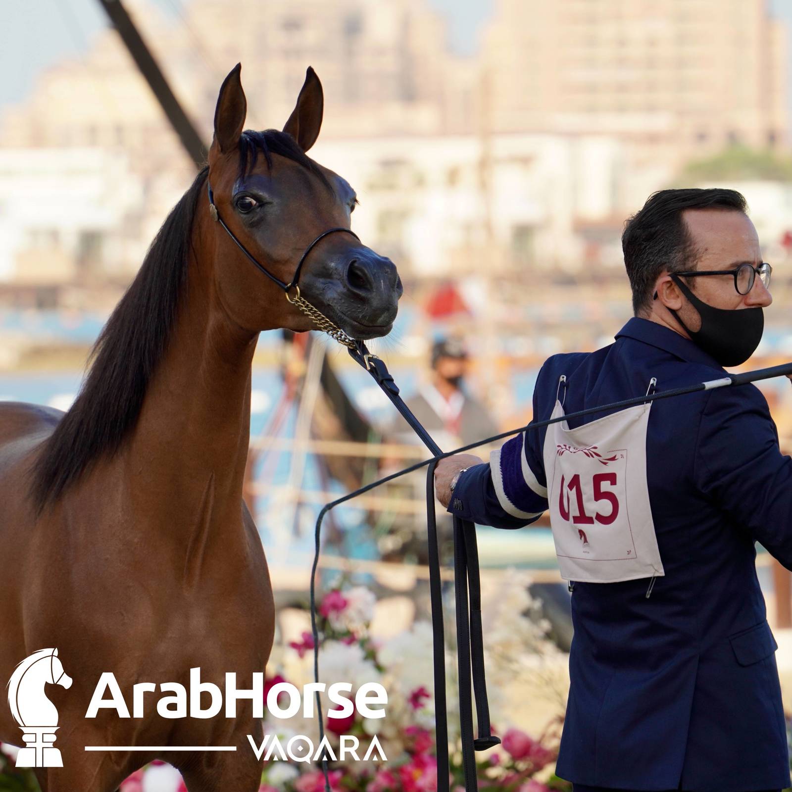 Finest Arabians compete in Championship round of the Prestigious Title Show at Katara