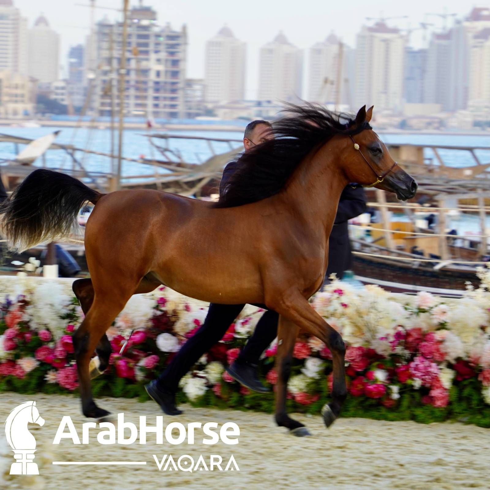 Finest Arabians compete in Championship round of the Prestigious Title Show at Katara