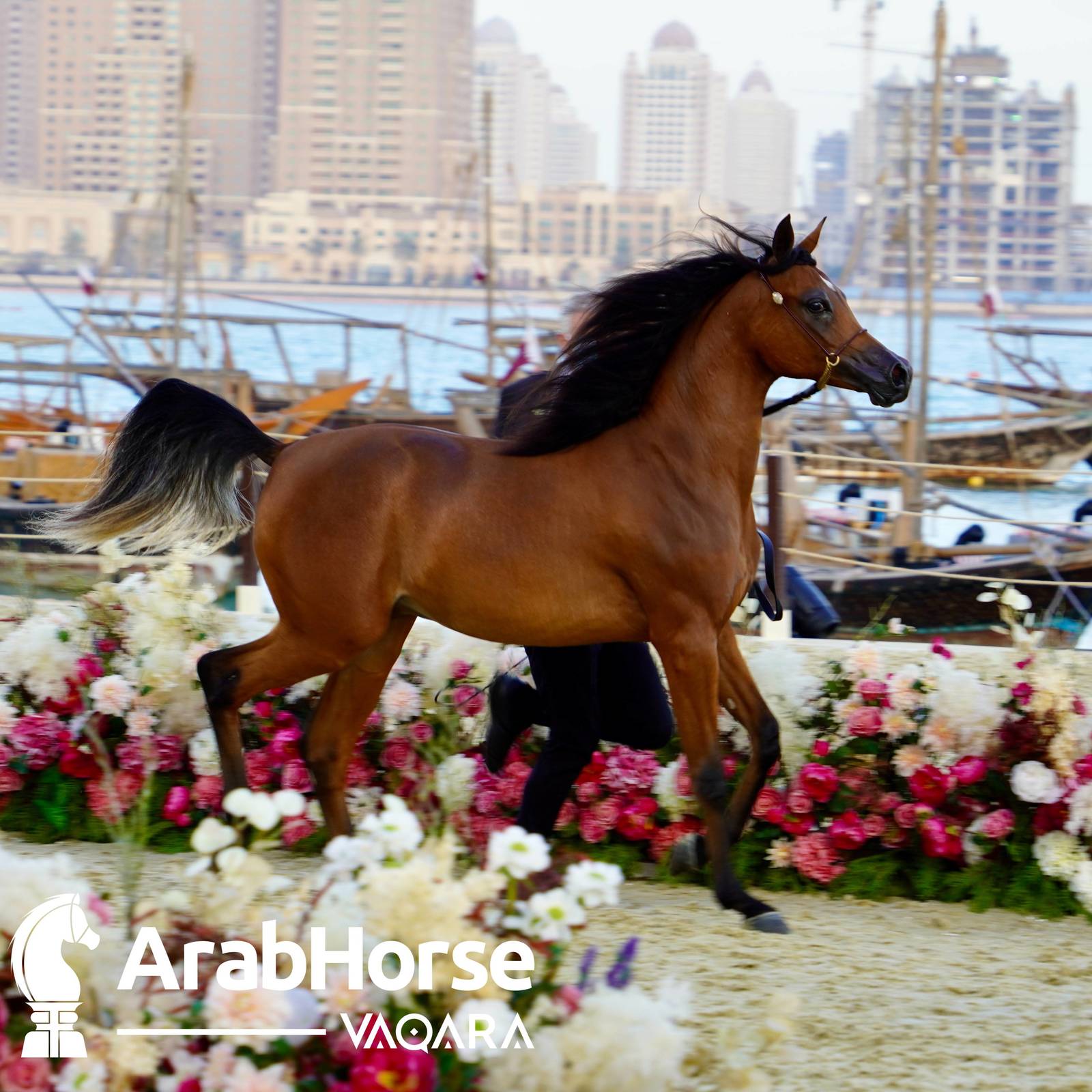 Finest Arabians compete in Championship round of the Prestigious Title Show at Katara