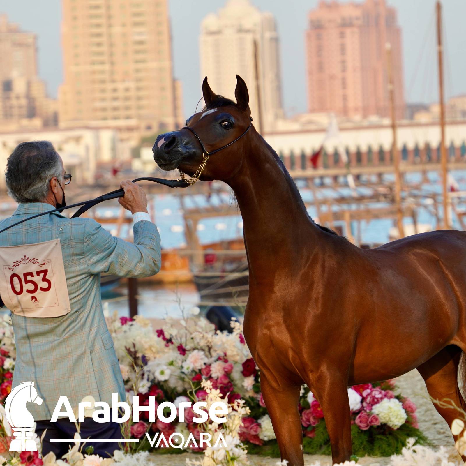 Finest Arabians compete in Championship round of the Prestigious Title Show at Katara