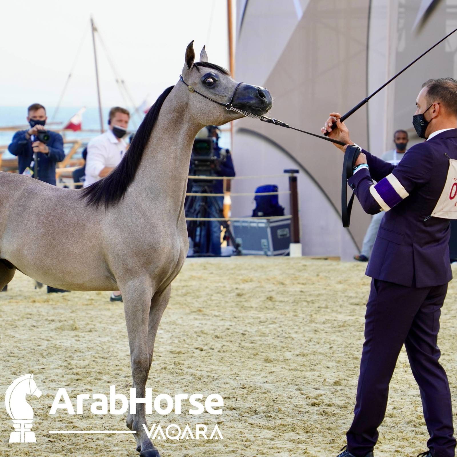 Finest Arabians compete in Championship round of the Prestigious Title Show at Katara