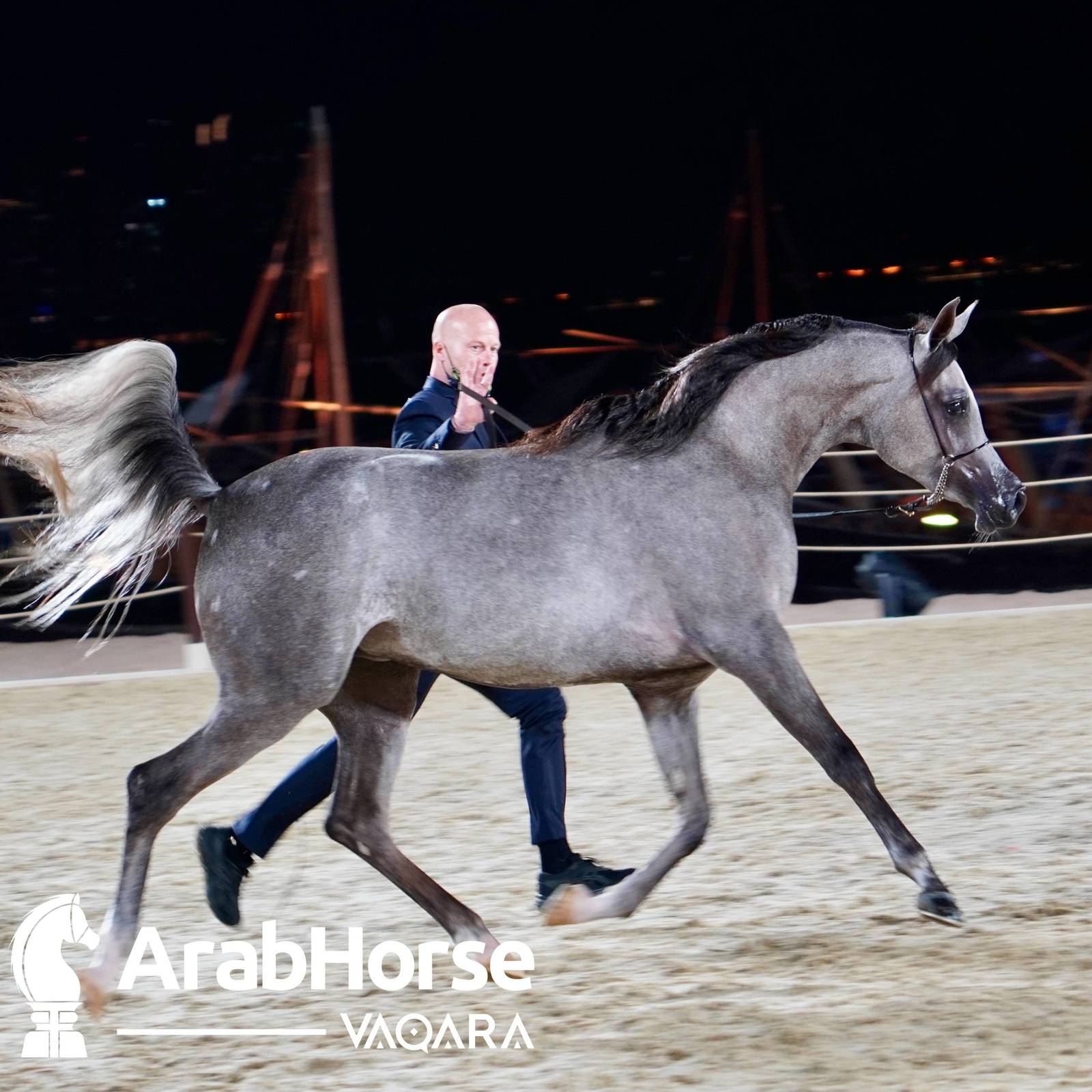 Finest Arabians compete in Championship round of the Prestigious Title Show at Katara
