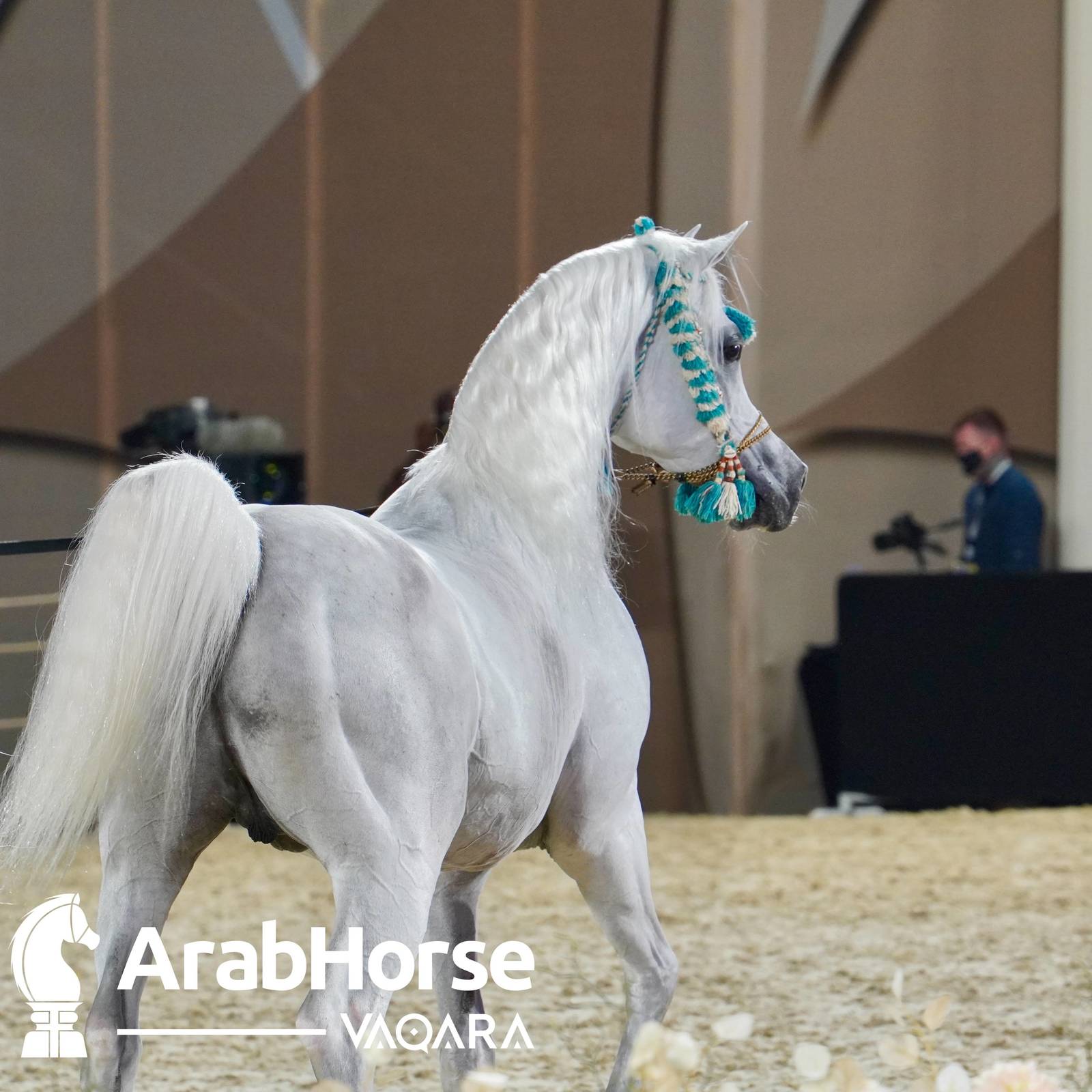 Finest Arabians compete in Championship round of the Prestigious Title Show at Katara