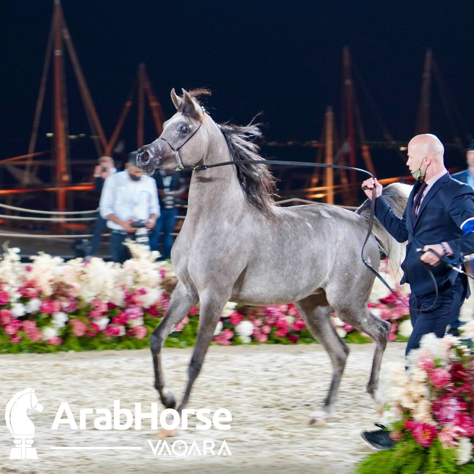 Finest Arabians compete in Championship round of the Prestigious Title Show at Katara