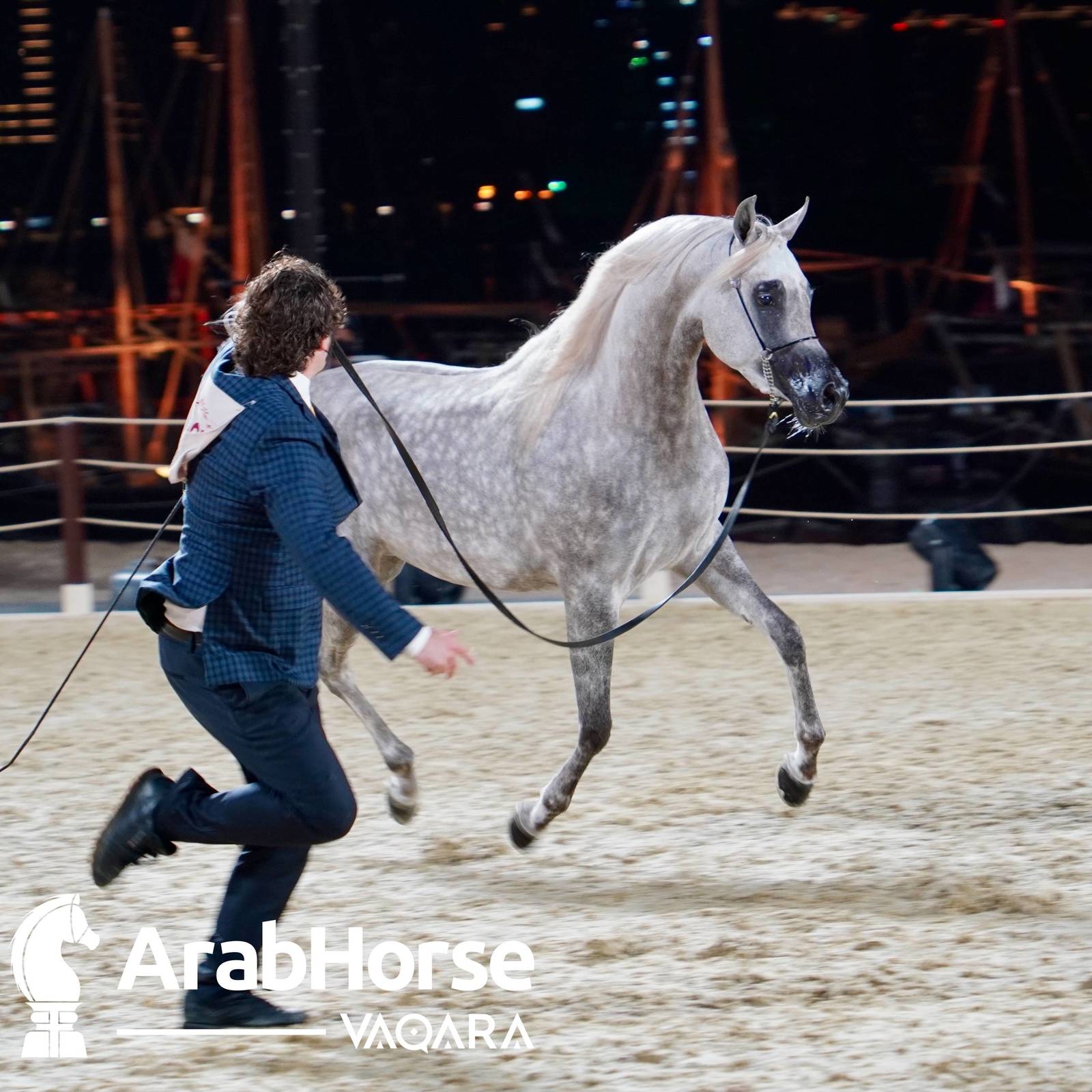 Finest Arabians compete in Championship round of the Prestigious Title Show at Katara