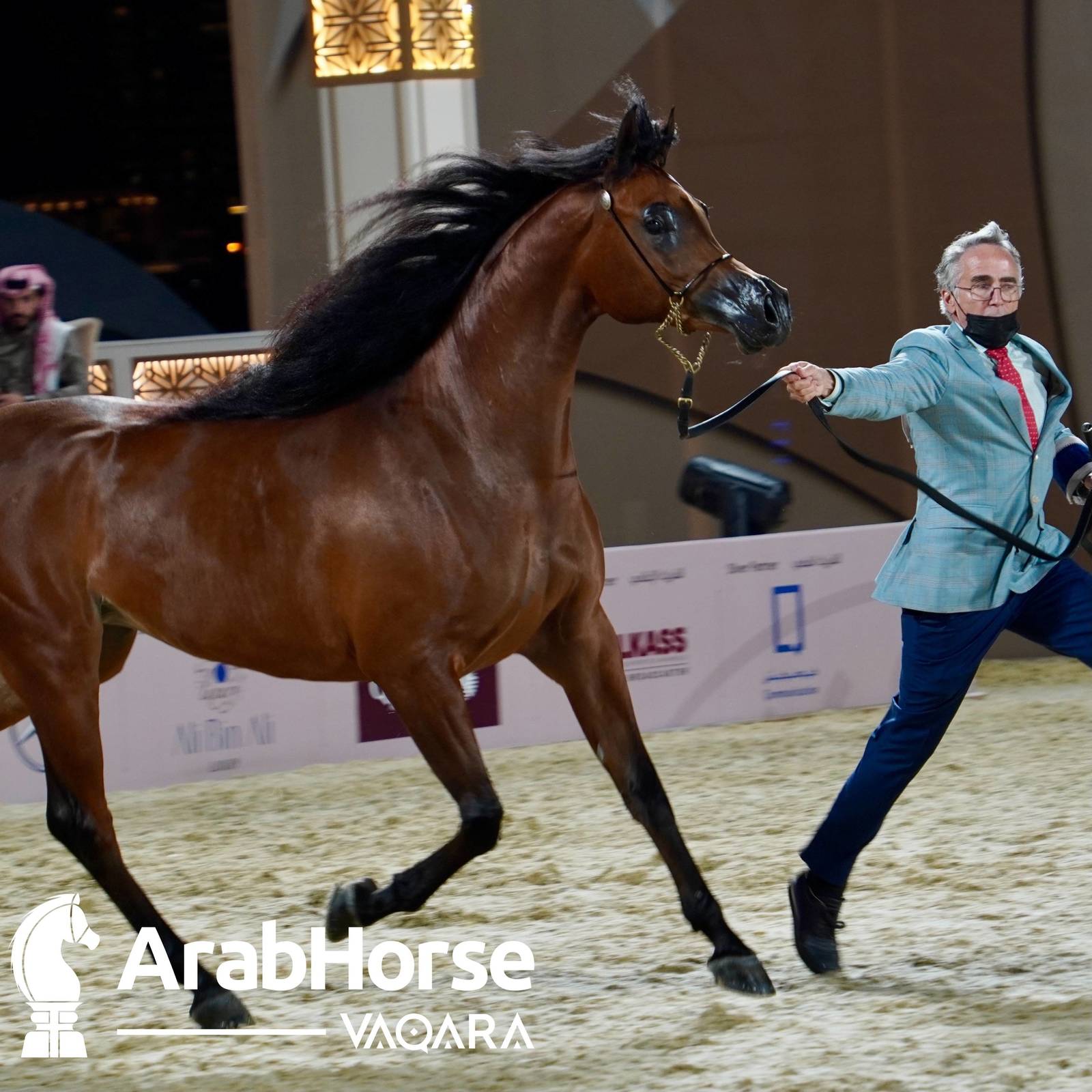 Finest Arabians compete in Championship round of the Prestigious Title Show at Katara