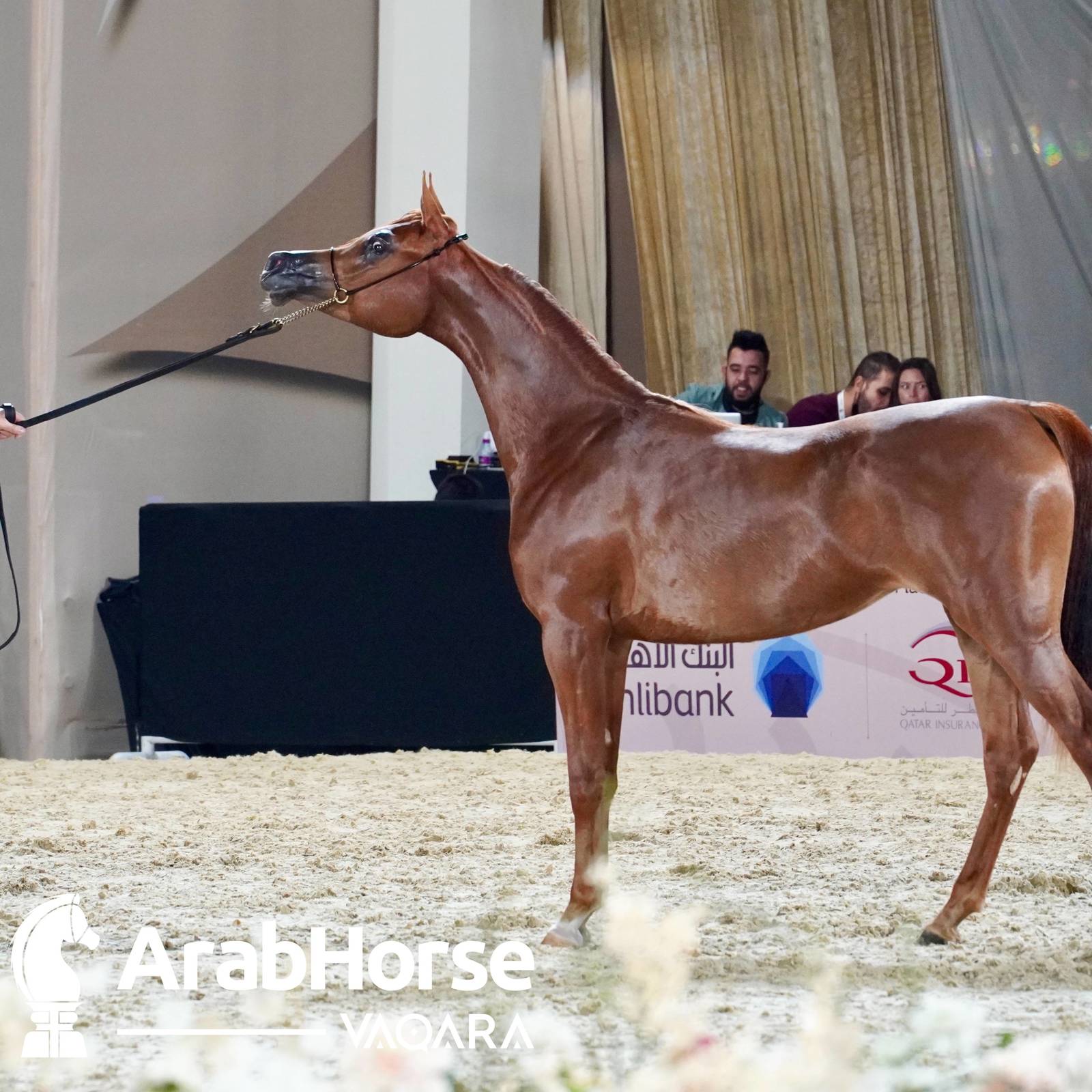 Finest Arabians compete in Championship round of the Prestigious Title Show at Katara