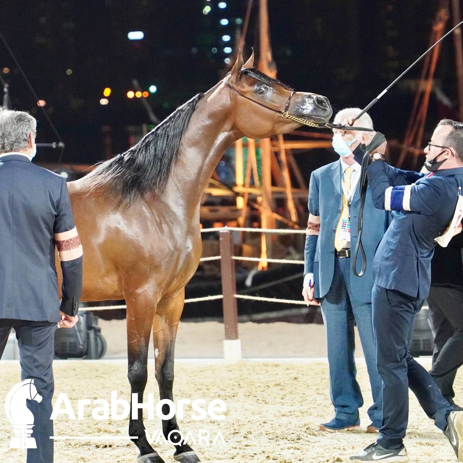 Finest Arabians compete in Championship round of the Prestigious Title Show at Katara
