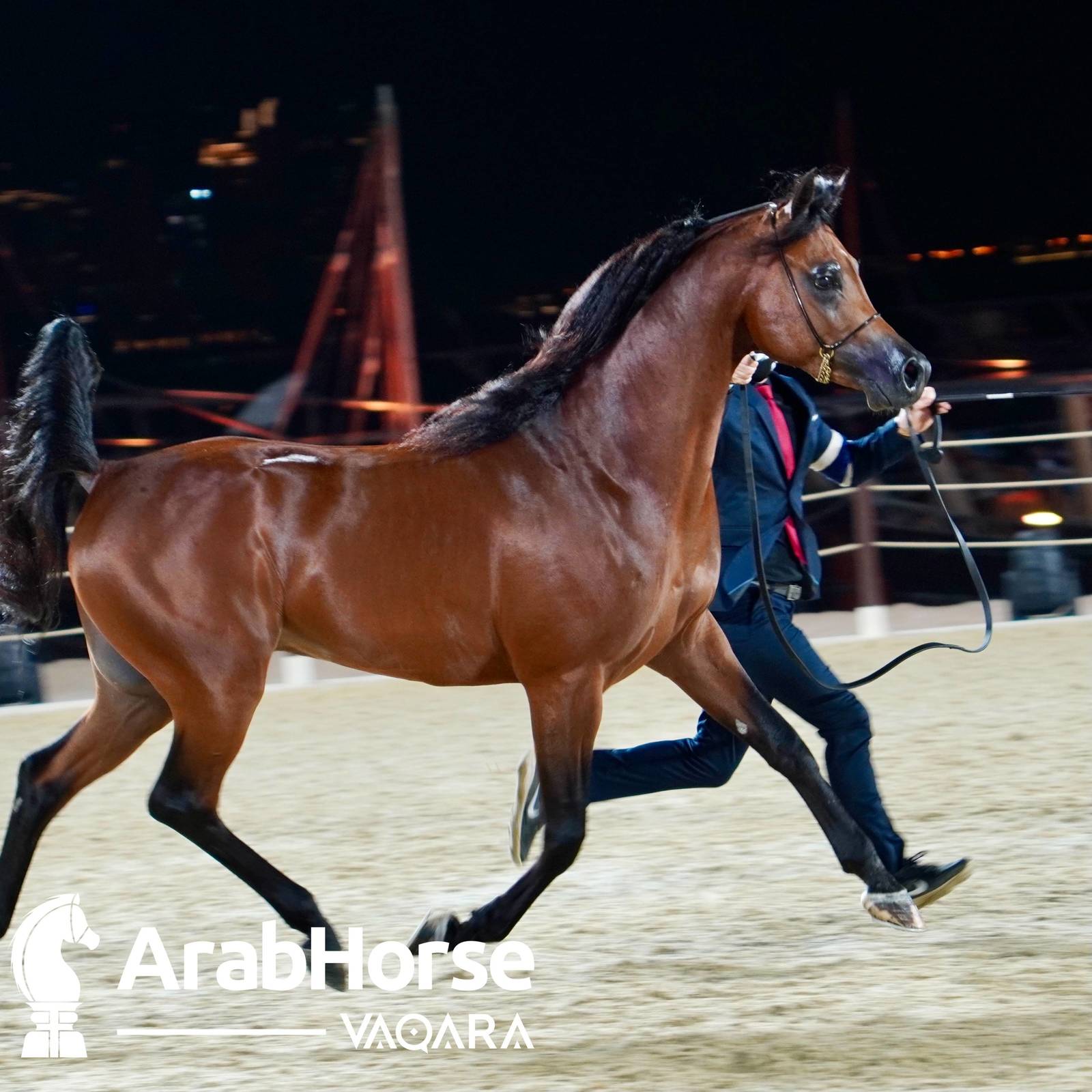 Finest Arabians compete in Championship round of the Prestigious Title Show at Katara