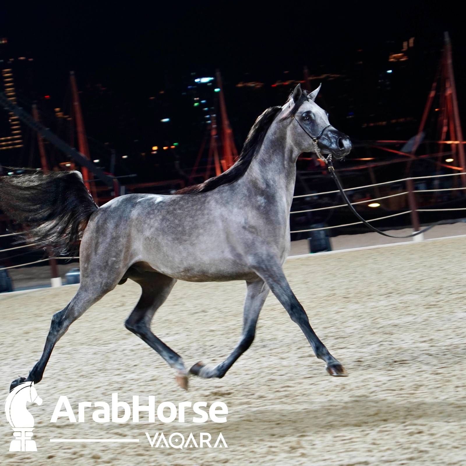Finest Arabians compete in Championship round of the Prestigious Title Show at Katara