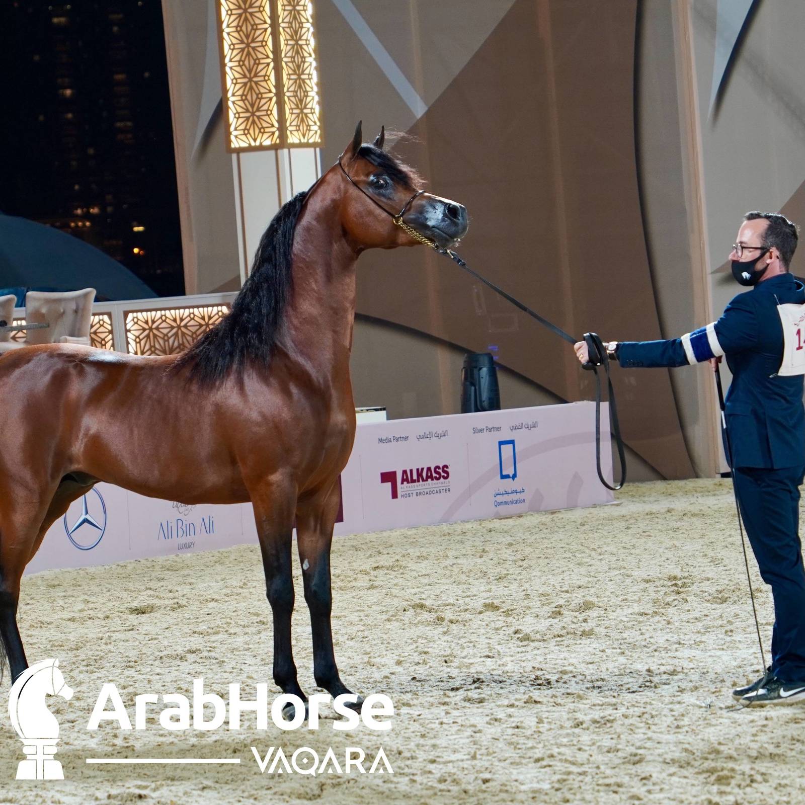 Finest Arabians compete in Championship round of the Prestigious Title Show at Katara