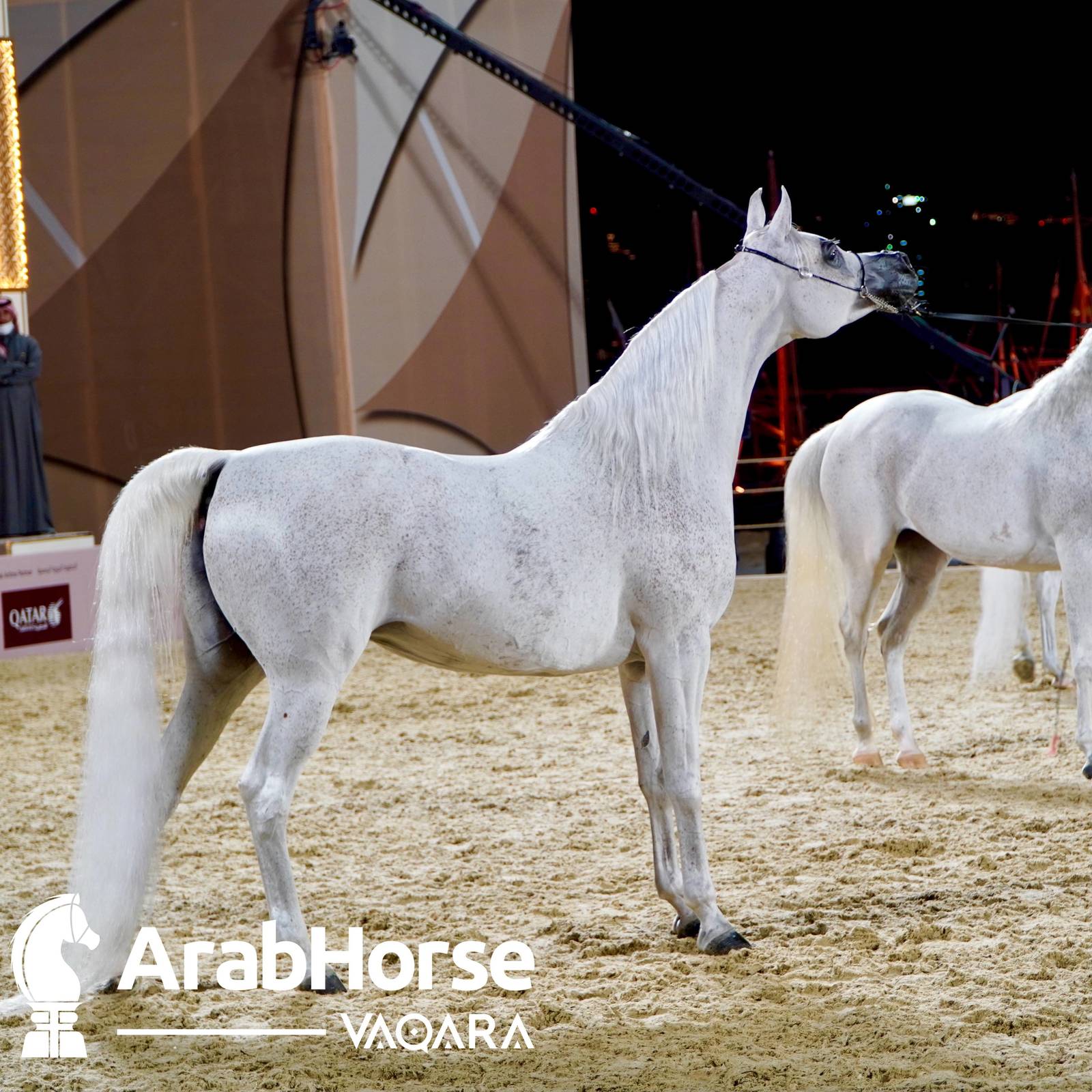 Finest Arabians compete in Championship round of the Prestigious Title Show at Katara