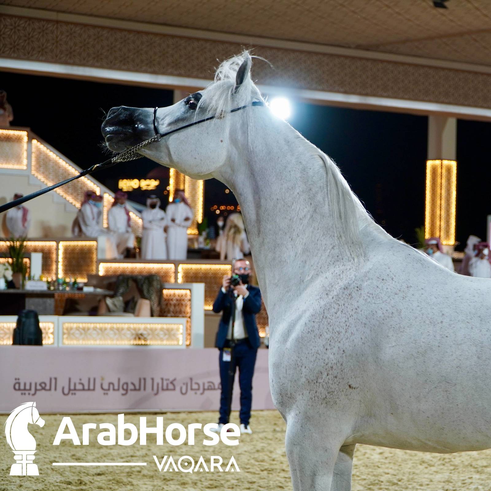 Finest Arabians compete in Championship round of the Prestigious Title Show at Katara
