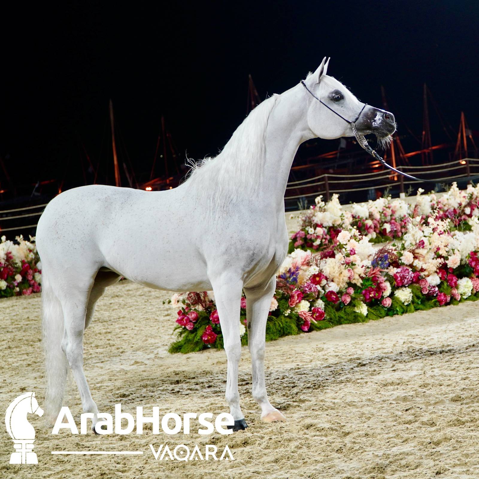 Finest Arabians compete in Championship round of the Prestigious Title Show at Katara