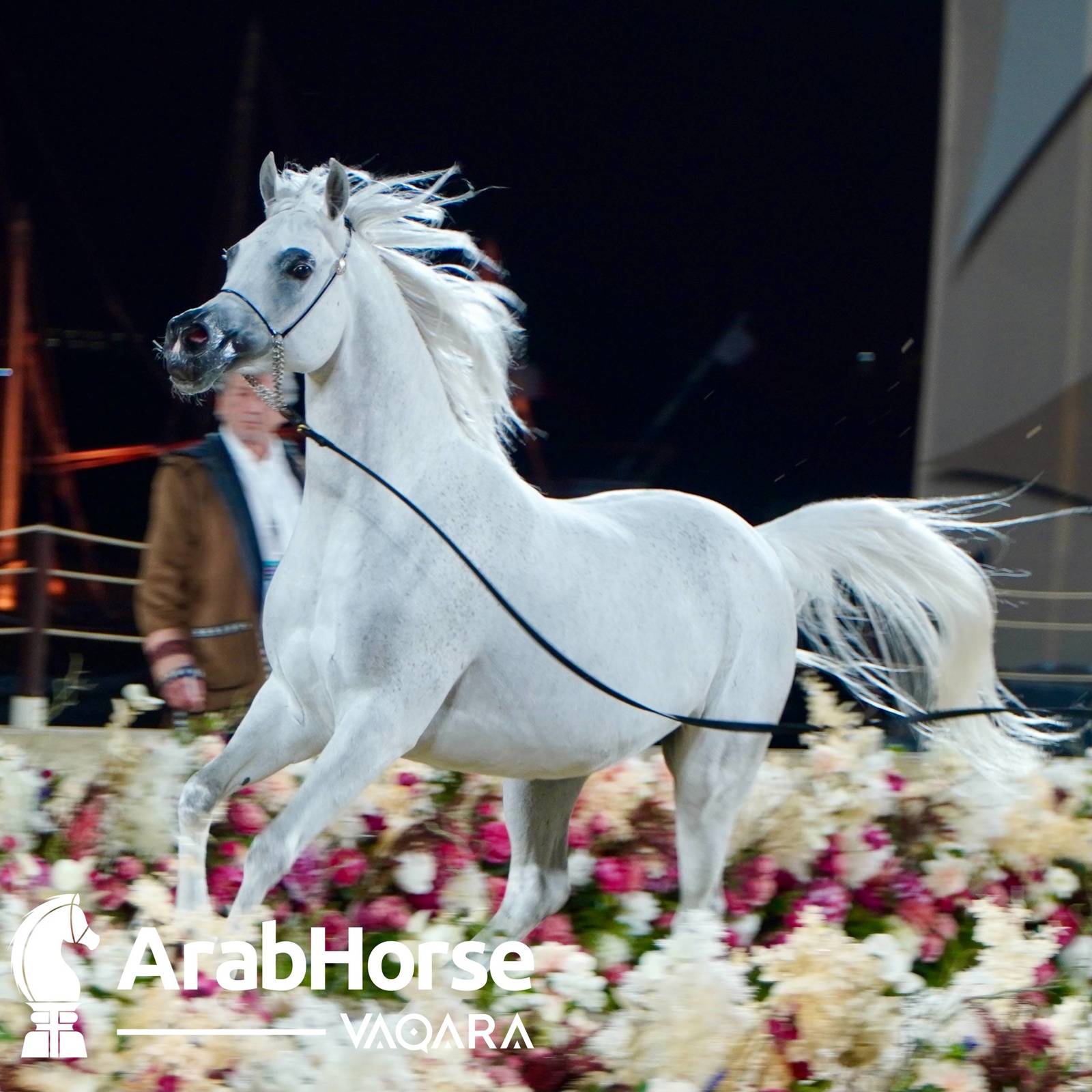 Finest Arabians compete in Championship round of the Prestigious Title Show at Katara
