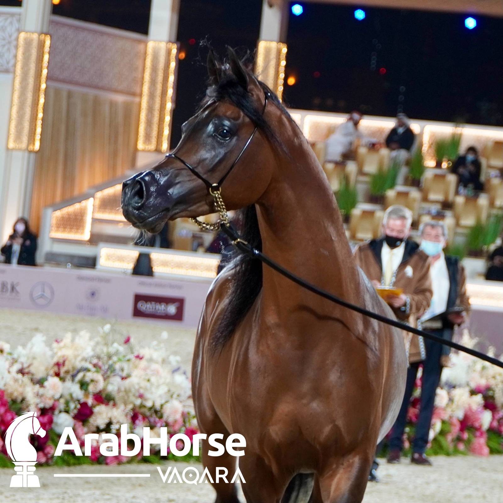 Finest Arabians compete in Championship round of the Prestigious Title Show at Katara