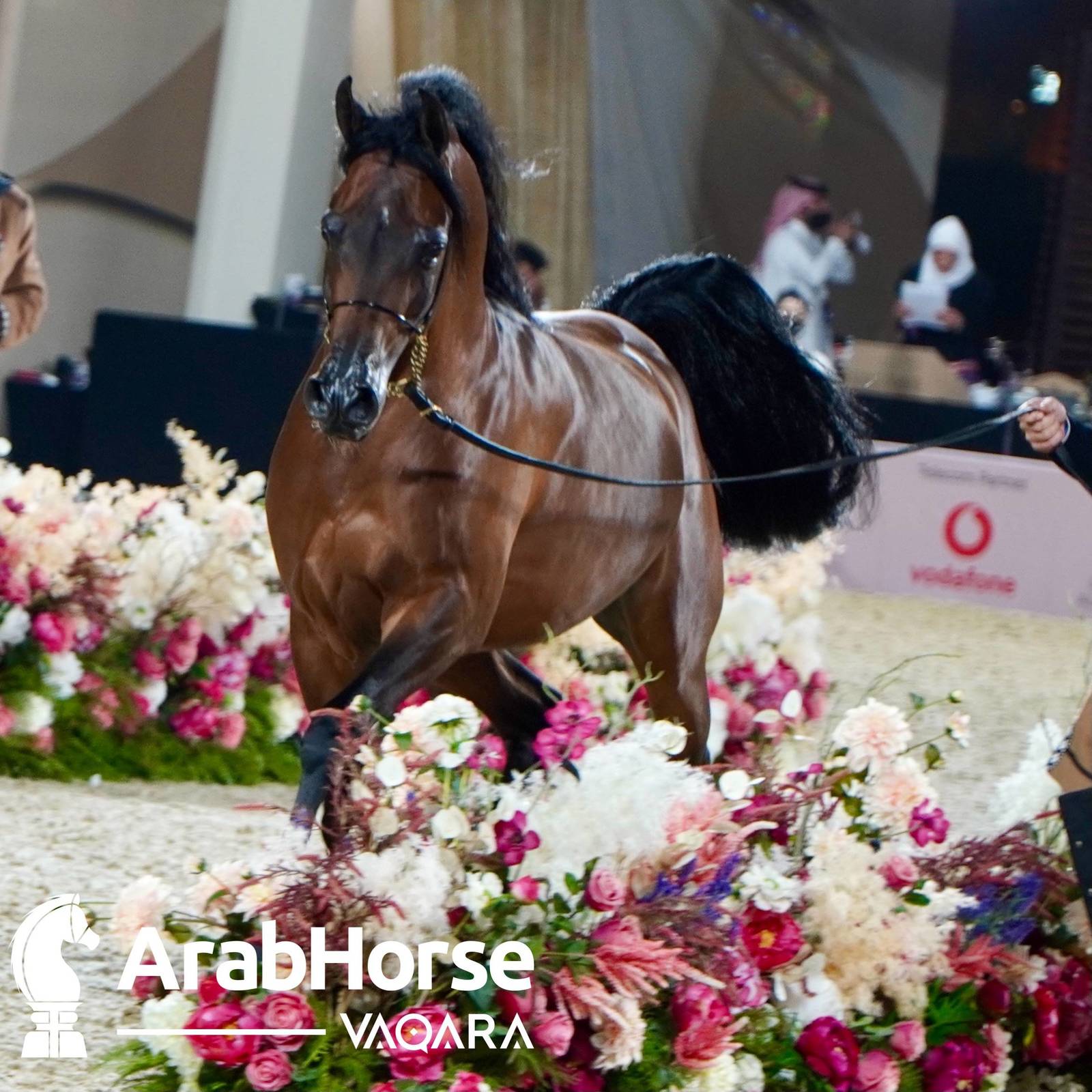 Finest Arabians compete in Championship round of the Prestigious Title Show at Katara