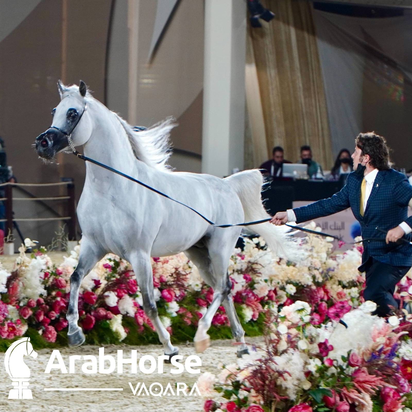 Finest Arabians compete in Championship round of the Prestigious Title Show at Katara