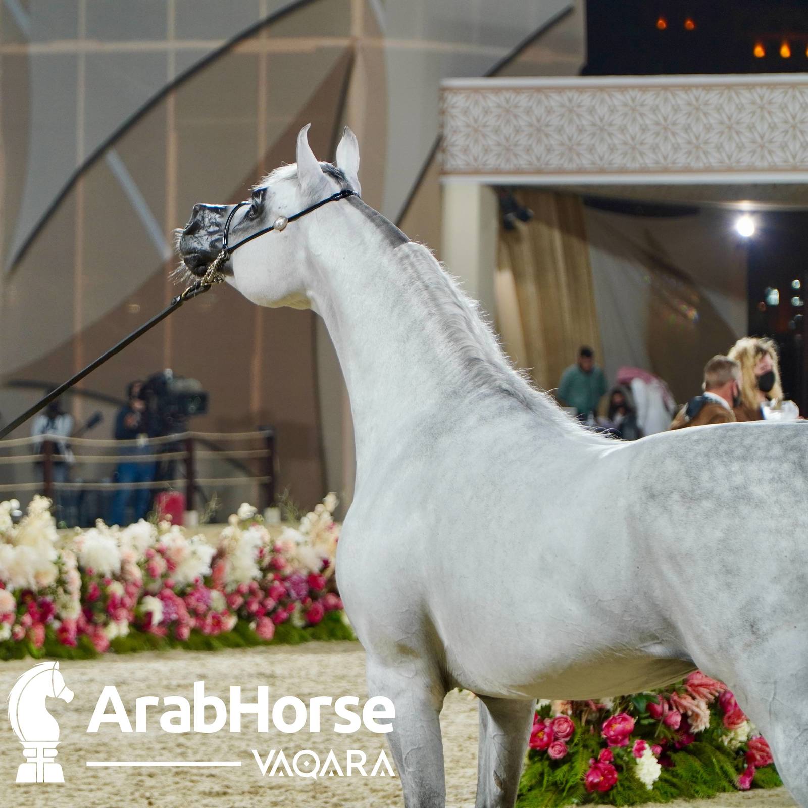 Finest Arabians compete in Championship round of the Prestigious Title Show at Katara
