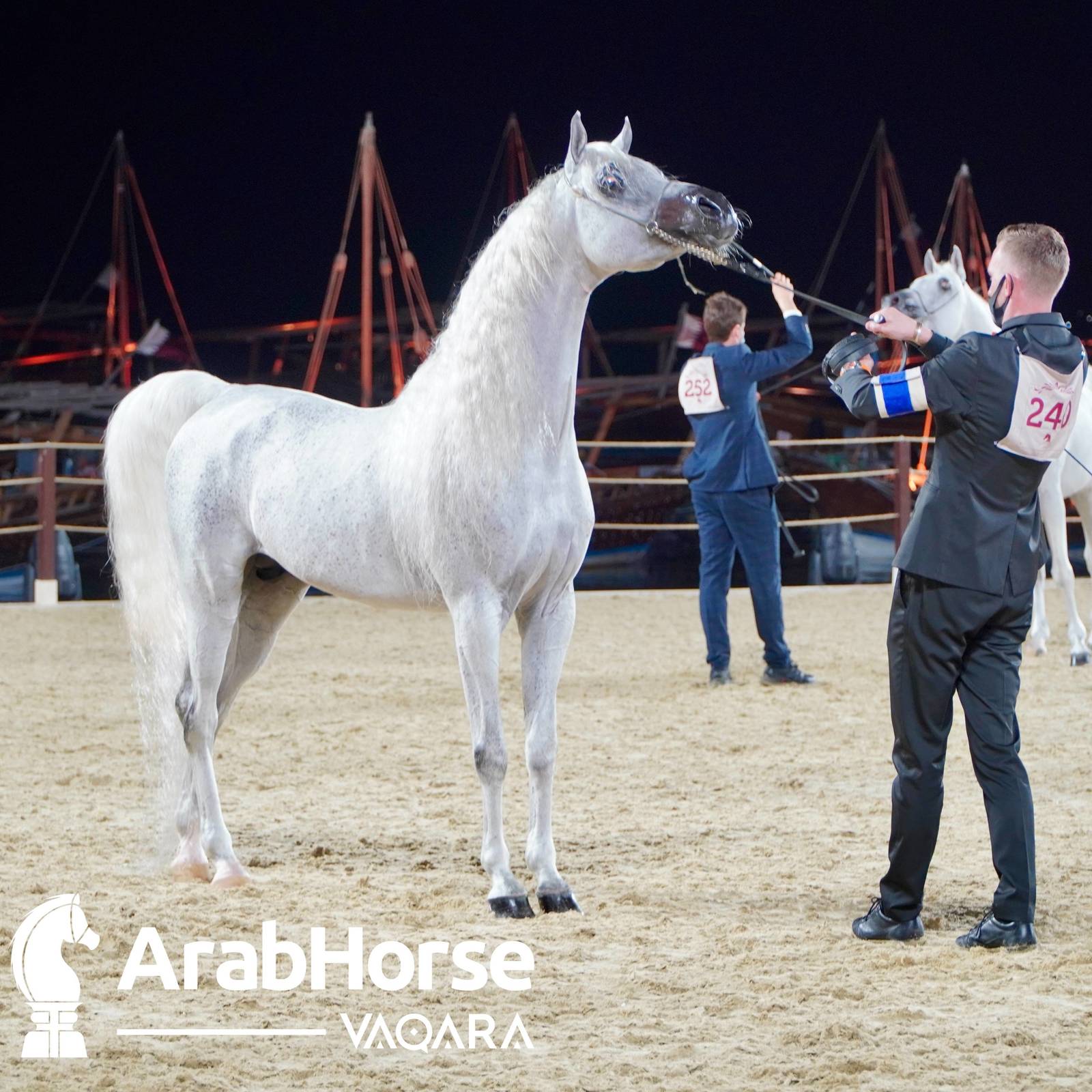 Finest Arabians compete in Championship round of the Prestigious Title Show at Katara