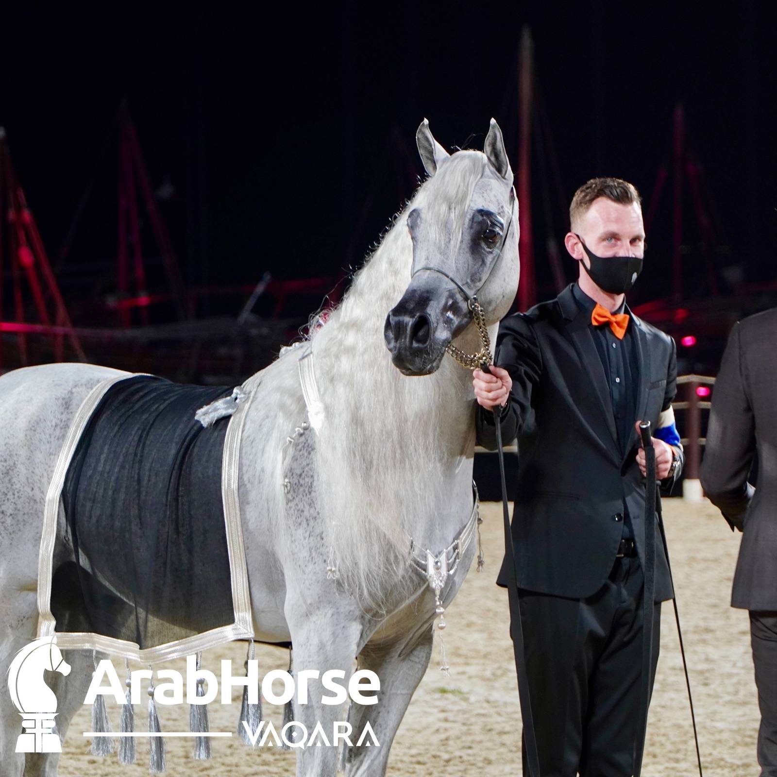 Finest Arabians compete in Championship round of the Prestigious Title Show at Katara