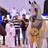 Senior Stallion Gold Champion:   E.S. Harir (AJ Dinar X TF Magnums Magic) 