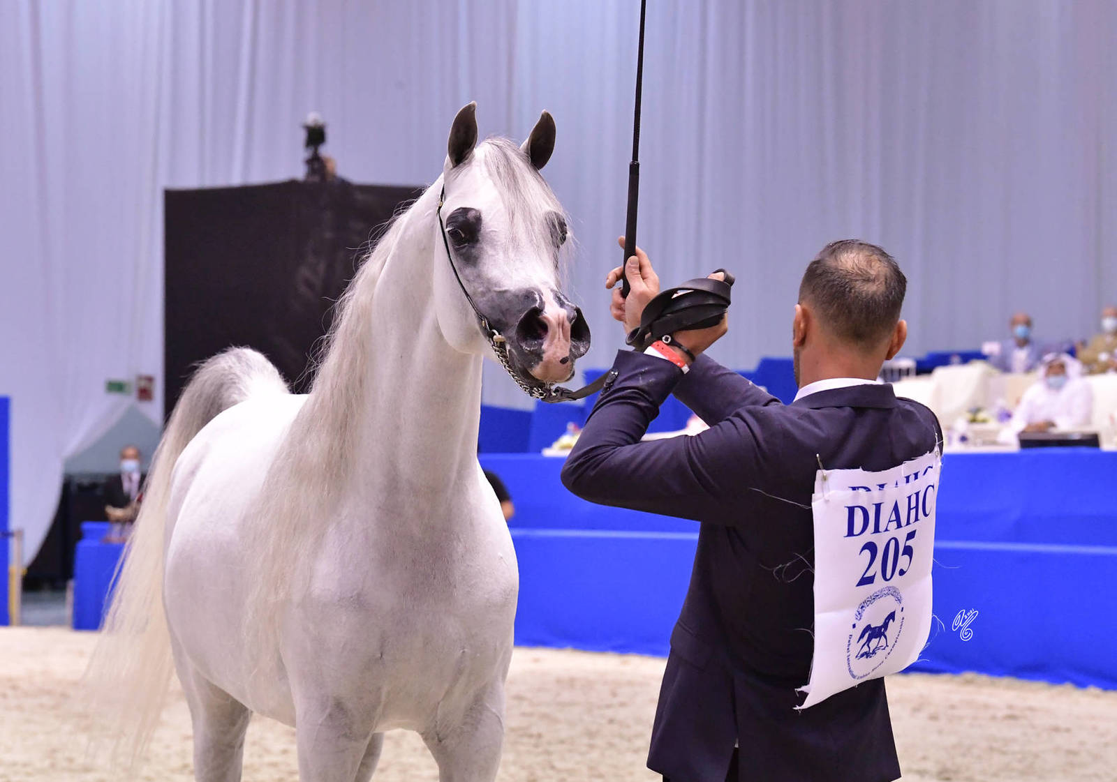Senior Stallion Gold Champion:   E.S. Harir (AJ Dinar X TF Magnums Magic) 