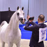 Senior Stallion Gold Champion:   E.S. Harir (AJ Dinar X TF Magnums Magic) 