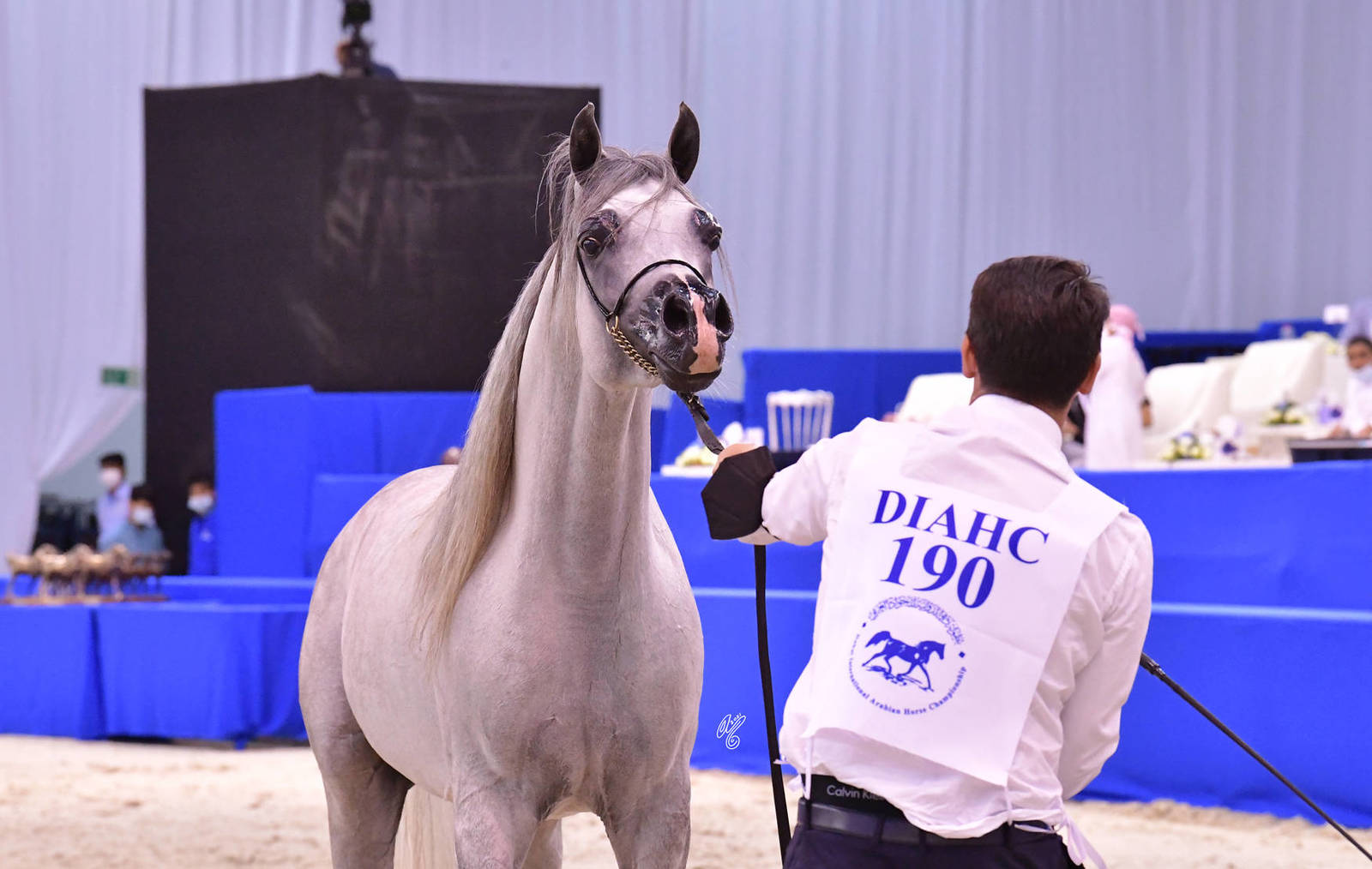 Senior Stallion Silver Champion: D Seraj (FA El Rasheem X Ladi Veronika)