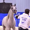 Senior Stallion Silver Champion: D Seraj (FA El Rasheem X Ladi Veronika)