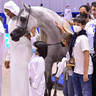 Senior Stallion Silver Champion: D Seraj (FA El Rasheem X Ladi Veronika)