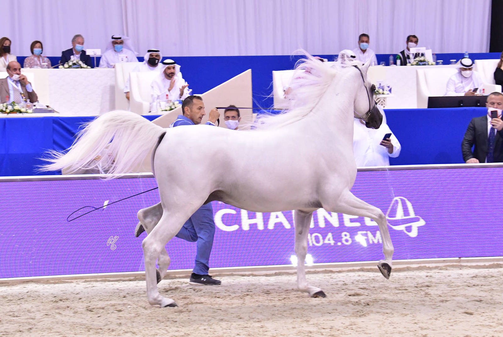 Senior Stallion Bronze Champion: E.S. Prince (E S Sarab X Raghad Al Nasser) 