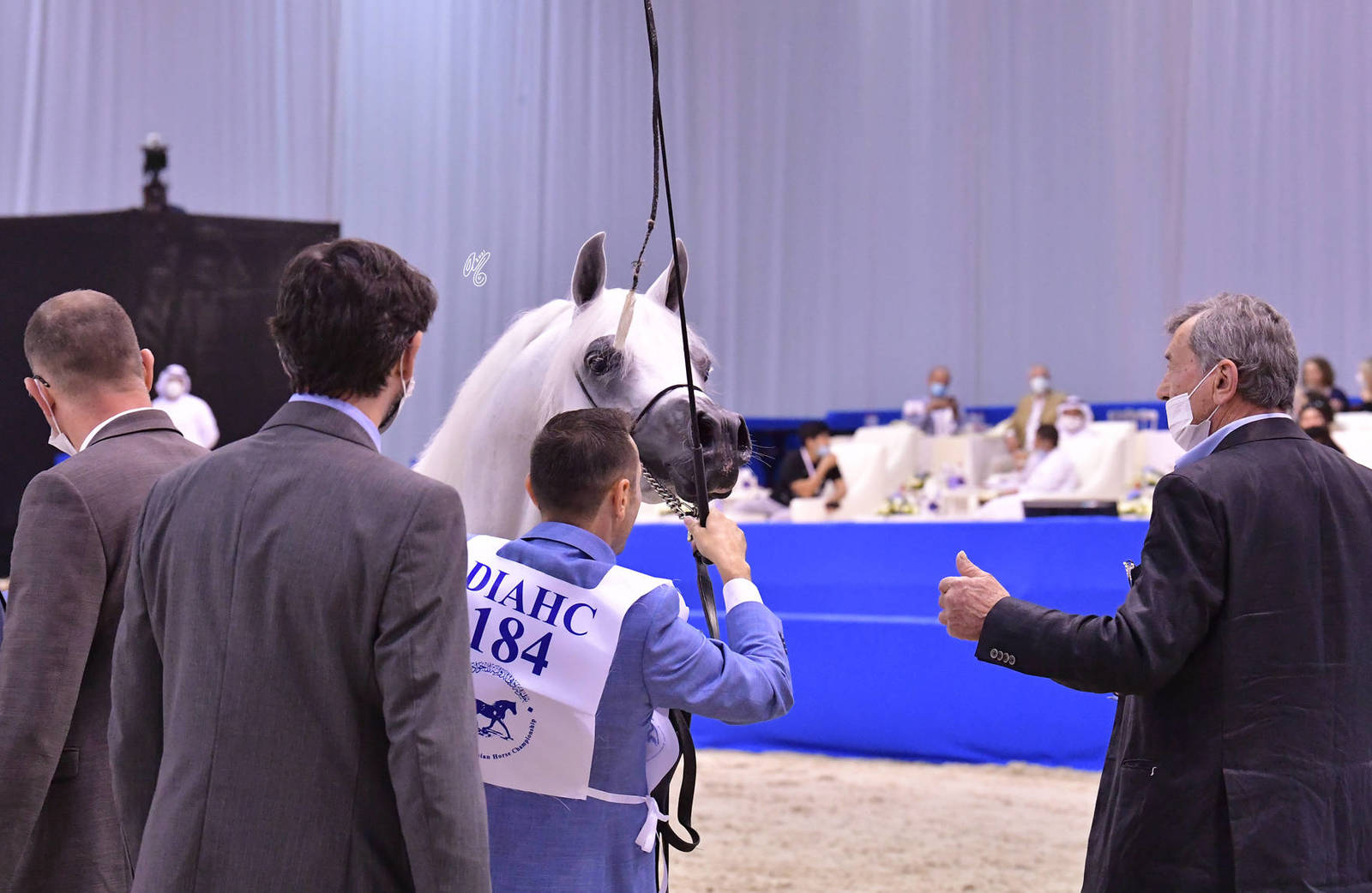 Senior Stallion Bronze Champion: E.S. Prince (E S Sarab X Raghad Al Nasser) 