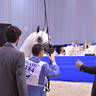 Senior Stallion Bronze Champion: E.S. Prince (E S Sarab X Raghad Al Nasser) 