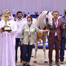 Senior Stallion Bronze Champion: E.S. Prince (E S Sarab X Raghad Al Nasser) 