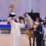 Senior Mare Gold Champion: D Shihanah (FA El Rasheem X D Shahla) 