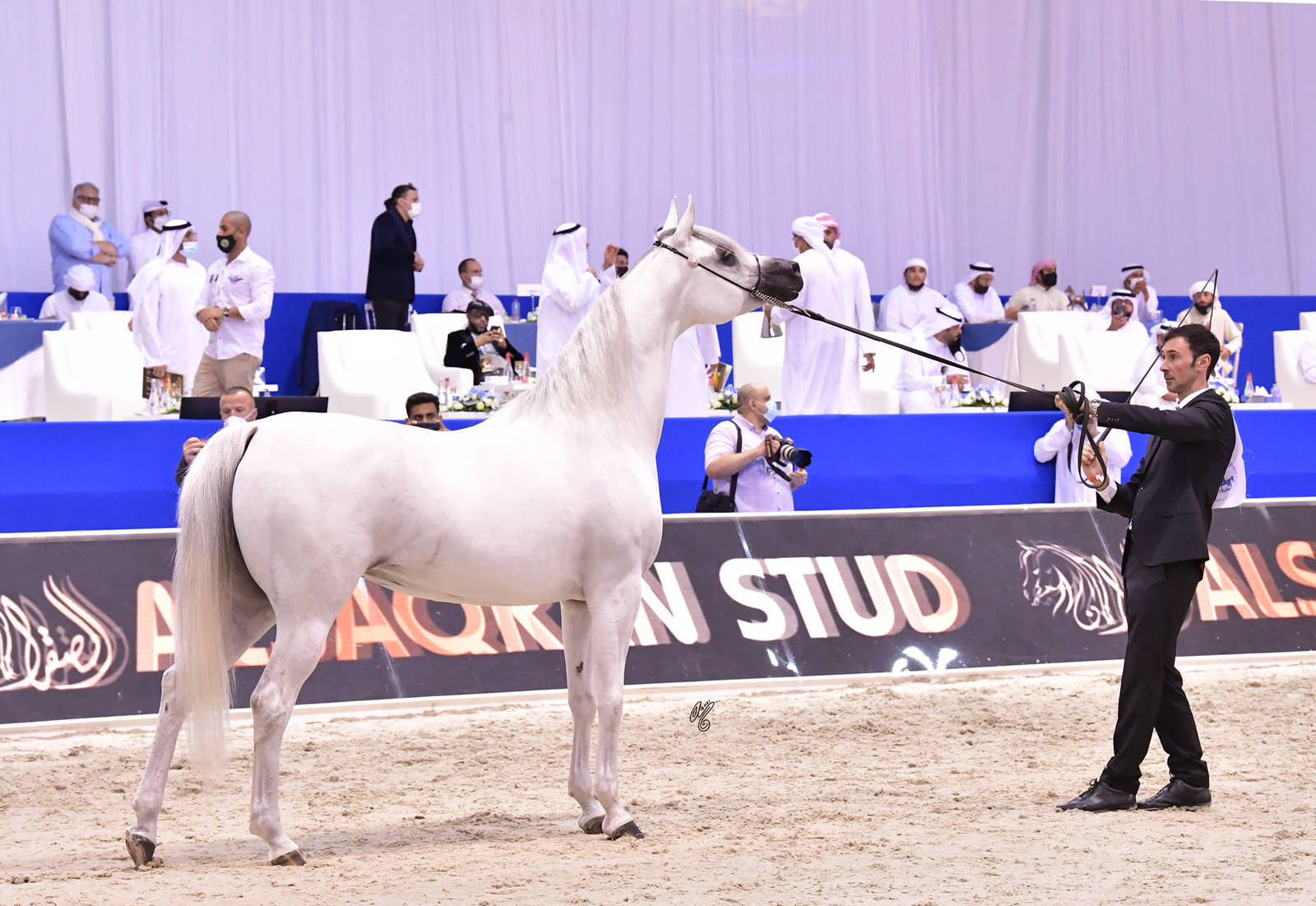 Senior Mare Silver Champion: Bint Hazy Al Khalediah (El Palacio VO X Hazy Al Khalediah) 