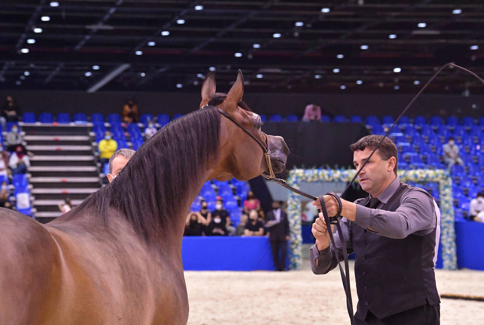 Senior Mare Bronze Champion: AJ Tarim (Emerald J X Espinilla) 