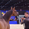 Senior Mare Bronze Champion: AJ Tarim (Emerald J X Espinilla) 