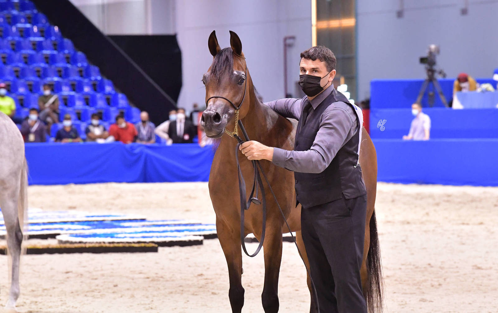 Senior Mare Bronze Champion: AJ Tarim (Emerald J X Espinilla) 