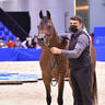 Senior Mare Bronze Champion: AJ Tarim (Emerald J X Espinilla) 